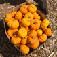 Organic Pumpkin, Jack Be Little (1/4 lb) - Grow Organic Organic Pumpkin, Jack Be Little (1/4 lb) Vegetable Seeds