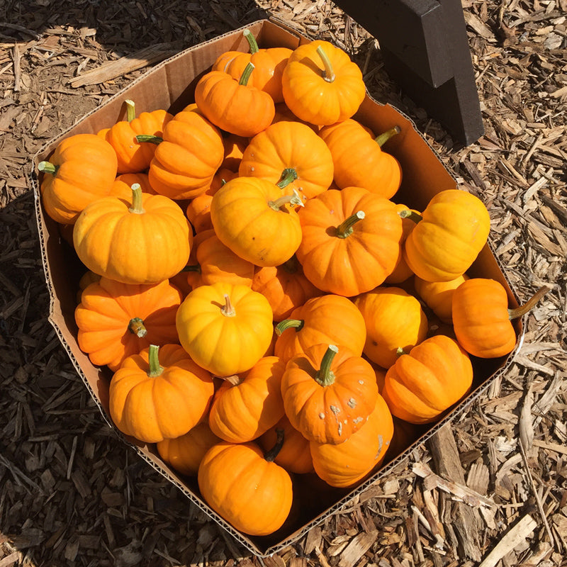 Organic Pumpkin, Jack Be Little (1/4 lb) - Grow Organic Organic Pumpkin, Jack Be Little (1/4 lb) Vegetable Seeds