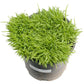 Japanese Millet  Seed - Grow Organic Japanese Millet  Seed (Lb) Cover Crop