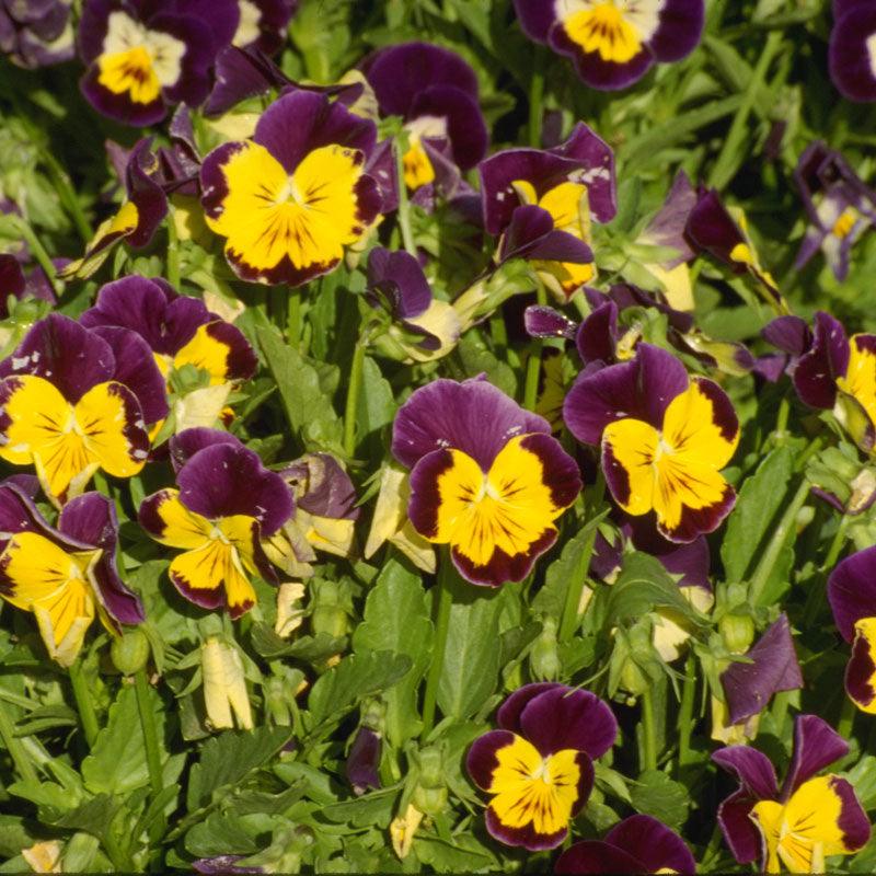 Johnny Jump Up Viola (pack) - Grow Organic Johnny Jump Up Viola (pack) Flower Seed & Bulbs