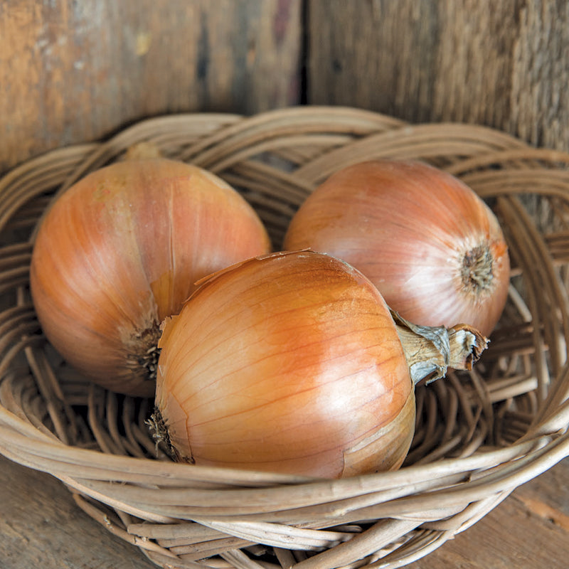 Cortland Onion Seeds (Organic) - Grow Organic Cortland Onion Seeds (Organic) Vegetable Seeds