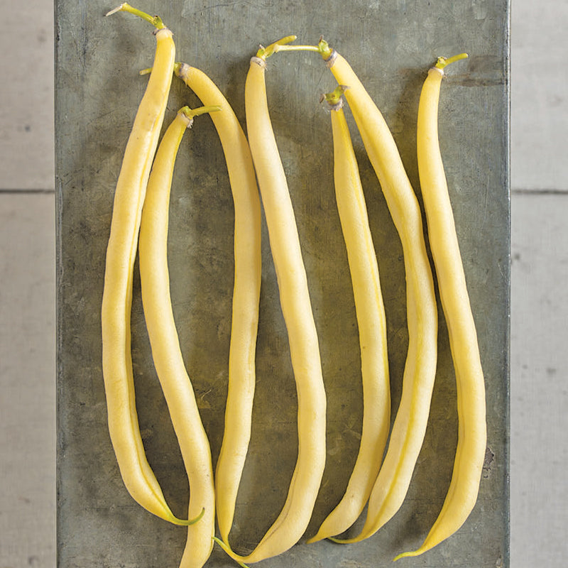 Roc D'Or Bush Bean Seeds (Organic) - Grow Organic Roc D'Or Bush Bean Seeds (Organic) Vegetable Seeds