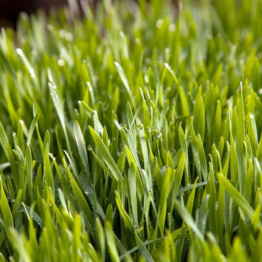 Juan Triticale Seed (lb) Grow Organic