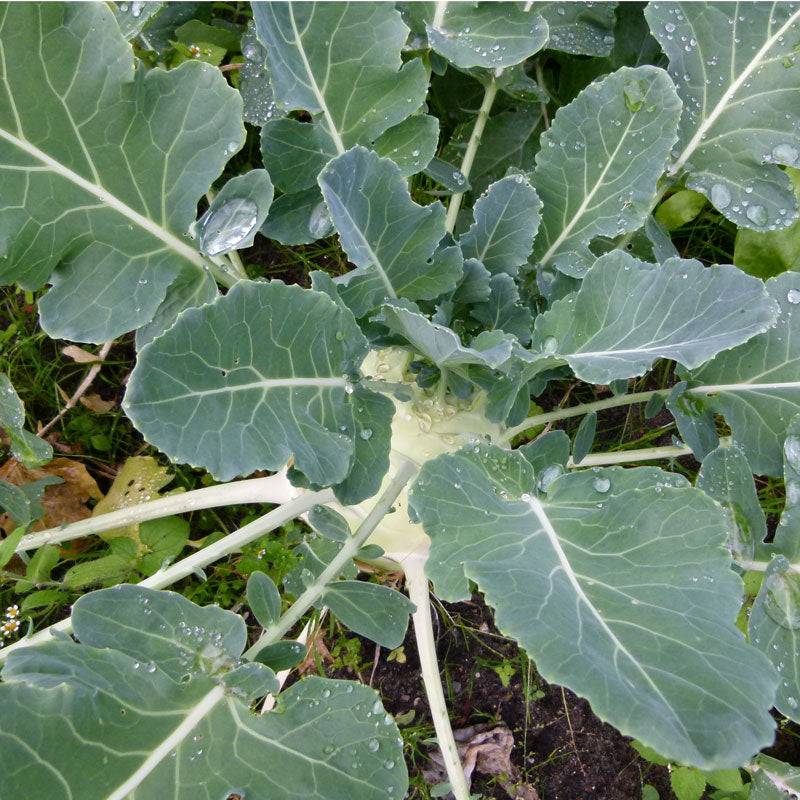 White Vienna Kohlrabi Seeds (Organic) - Grow Organic White Vienna Kohlrabi Seeds (Organic) Vegetable Seeds
