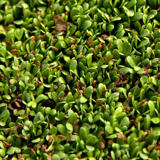 Ladak Alfalfa - Raw Seed - Grow Organic Ladak Alfalfa - Raw Seed (lb) Cover Crop