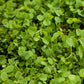 Ladino White Clover - Nitrocoated  Seed - Grow Organic Ladino White Clover - Nitrocoated  Seed (lb) Cover Crop
