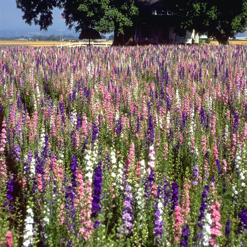 Larkspur Mixed Colors (pack) - Grow Organic Larkspur Mixed Colors (pack) Flower Seed & Bulbs