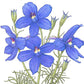 Larkspur Mix (1/4 lb) - Grow Organic Larkspur Mix (1/4 lb) Flower Seed & Bulbs