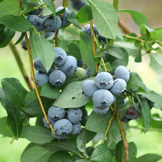 Organic Blueberry Legacy