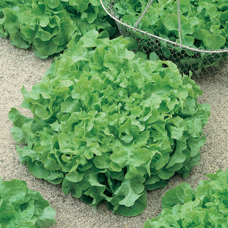 Organic Lettuce, Green Salad Bowl (1/4 lb) - Grow Organic Organic Lettuce, Green Salad Bowl (1/4 lb) Vegetable Seeds