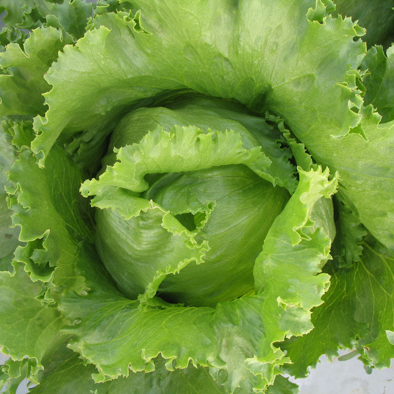 Iceberg Superior Lettuce Seeds (Organic) - Grow Organic Iceberg Superior Lettuce Seeds (Organic) Vegetable Seeds