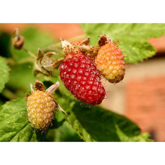 Loganberry (Thornless) Grow Organic