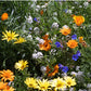 Low Growing Wildflower Mix (1/4 lb) - Grow Organic Low Growing Wildflower Mix (1/4 lb) Flower Seeds