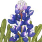 Lupine, Arroyo Blue (1/4 lb) - Grow Organic Lupine, Arroyo Blue (1/4 lb) Flower Seeds