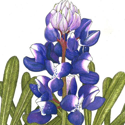 Lupine, Arroyo Blue (1/4 lb) - Grow Organic Lupine, Arroyo Blue (1/4 lb) Flower Seeds
