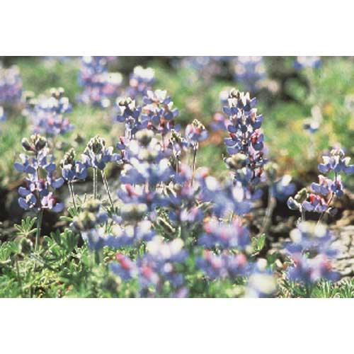 Lupine, Blue & White (1/4 lb) - Grow Organic Lupine, Blue & White (1/4 lb) Flower Seeds