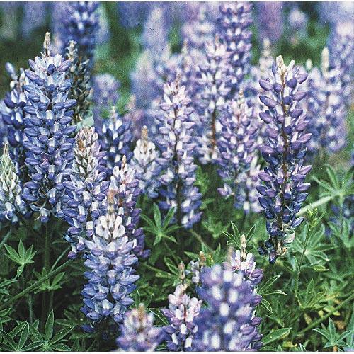 Lupine, Blue & White - Grow Organic Lupine, Blue & White (lb) Flower Seeds