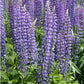 Lupine, Arroyo Blue (1/4 lb) - Grow Organic Lupine, Arroyo Blue (1/4 lb) Flower Seeds