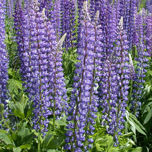 Lupine, Arroyo Blue (1/4 lb) Peaceful Valley