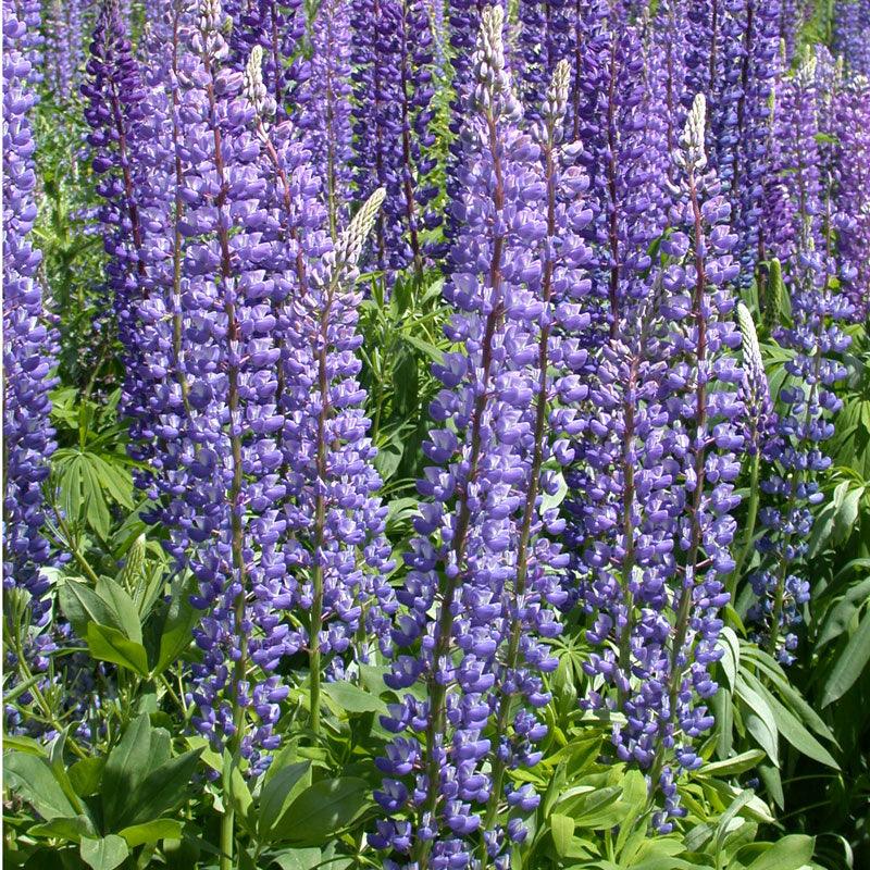 Lupine, Arroyo Blue (pack) - Grow Organic Lupine, Arroyo Blue (pack) Flower Seeds