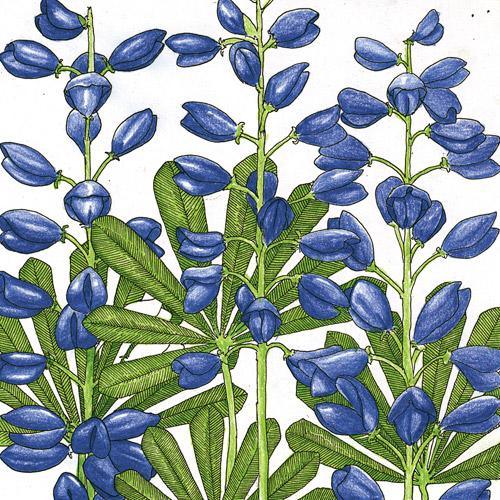 Lupine, Perennial - Grow Organic Lupine, Perennial (lb) Flower Seeds