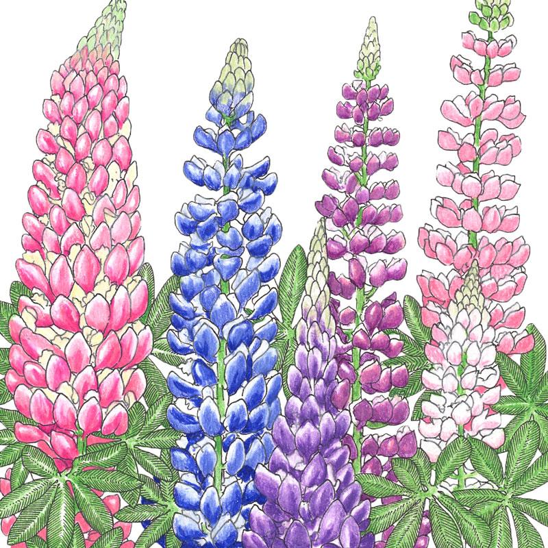 Lupine, Russell (1/4 lb) - Grow Organic Lupine, Russell (1/4 lb) Flower Seeds