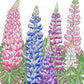 Lupine, Russell (lb) - Grow Organic