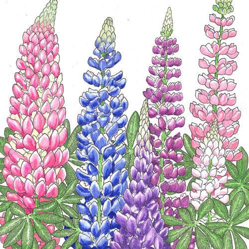 Lupine, Russell - Grow Organic Lupine, Russell (lb) Flower Seeds