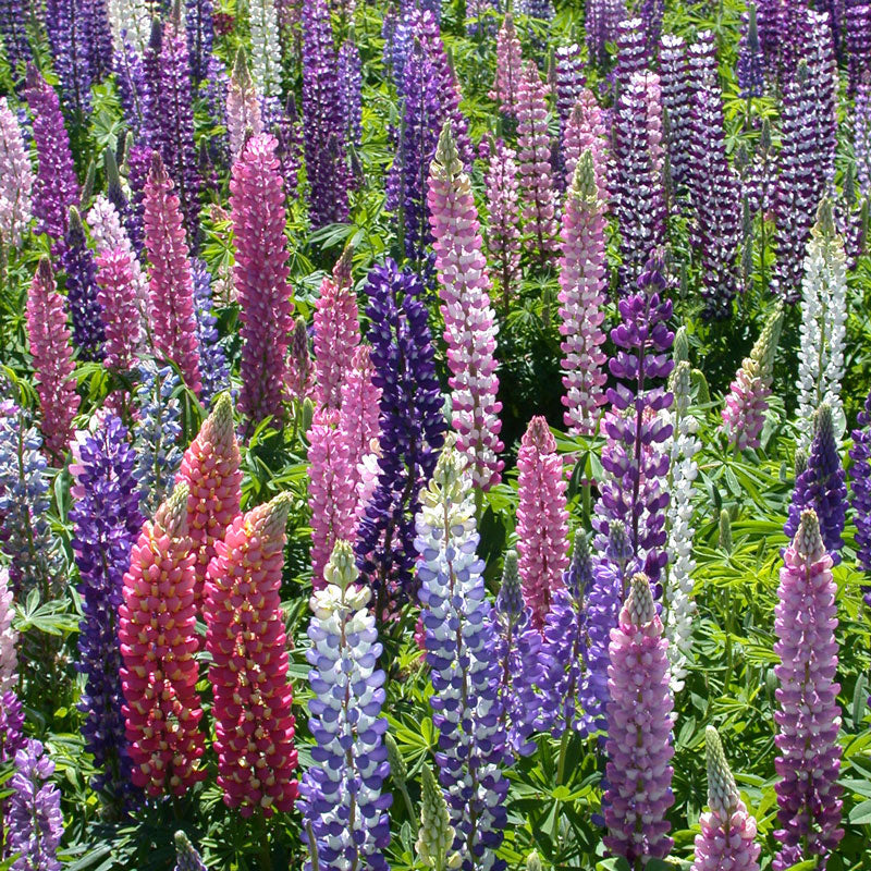 Lupine, Russell (pack) - Grow Organic Lupine, Russell (pack) Flower Seeds