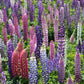 Lupine, Russell (lb) - Grow Organic