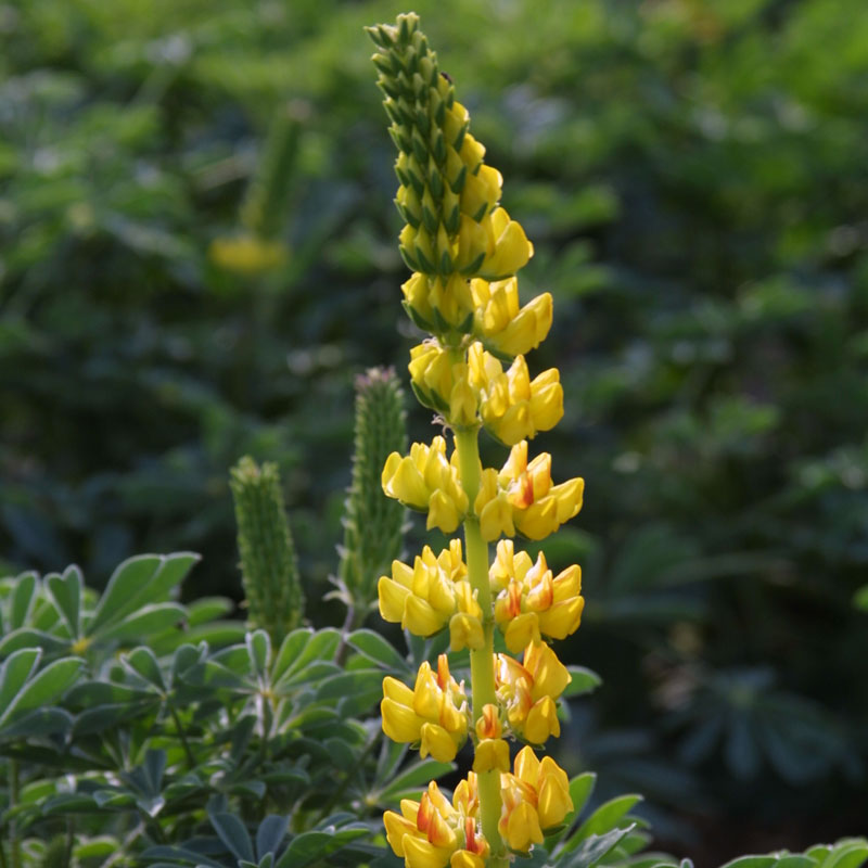 Lupine, Yellow (pack) - Grow Organic Lupine, Yellow (pack) Flower Seeds