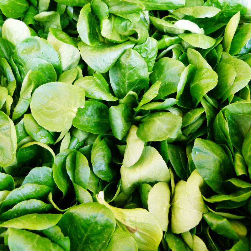 Organic Greens, Mache (1 oz) - Grow Organic Organic Greens, Mache (1 oz) Vegetable Seeds
