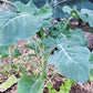 Organic Marrowstem Kale from $3.99 - Grow Organic Marrowstem Kale Seeds (Organic) Vegetable Seeds