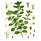 Strictly Medicinal Organic White Horehound - Grow Organic Strictly Medicinal Organic White Horehound Herb Seeds