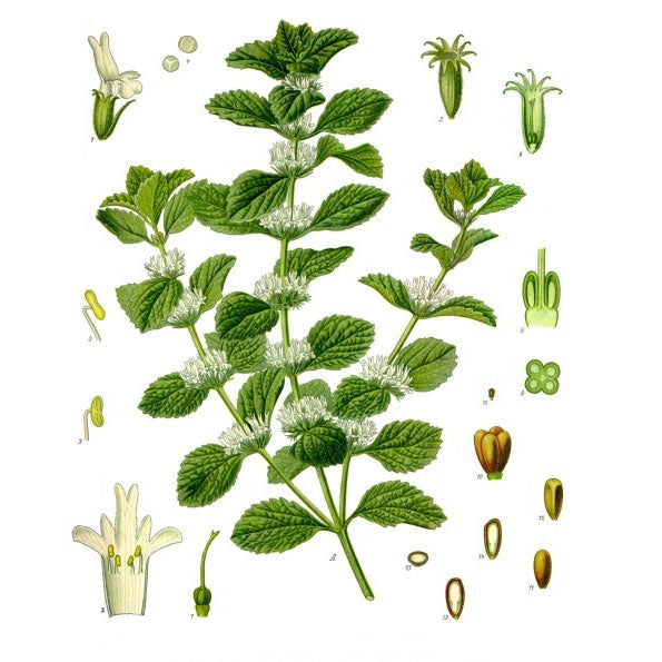 Strictly Medicinal Organic White Horehound - Grow Organic Strictly Medicinal Organic White Horehound Herb Seeds