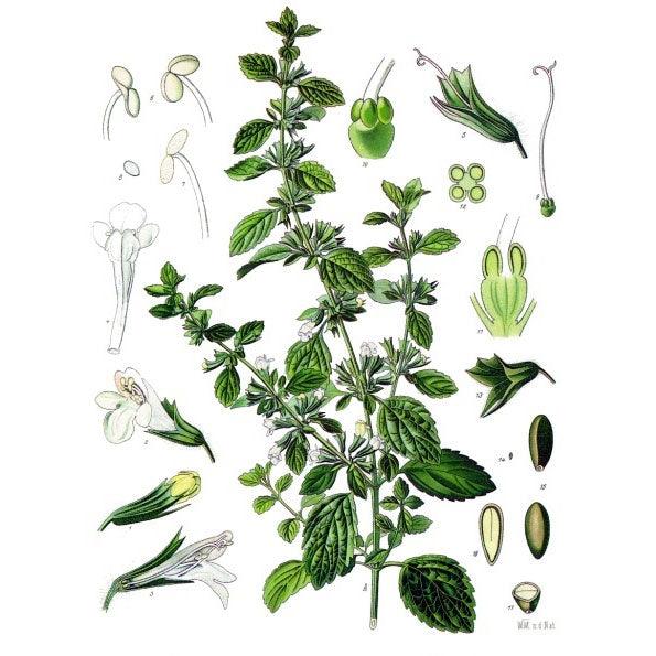 melissa plant seeds Strictly Medicinal Lemon Balm Seeds (Organic)
