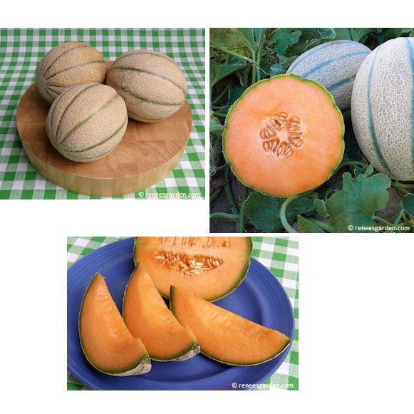 Tigger Melon Seeds Non-GMO Free Shipping Seed Store 1056