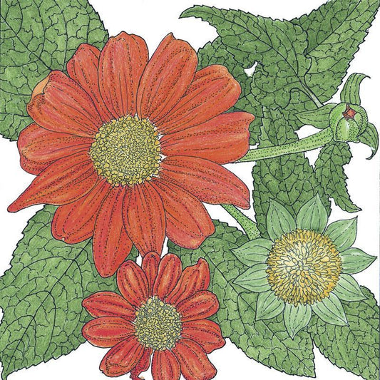 Mexican Sunflower (1/4 lb) - Grow Organic Mexican Sunflower (1/4 lb) Flower Seeds