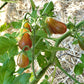 Midnight Pear Tomato