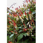 Renee's Garden Mina Lobata Exotic Love Vine (Heirloom) Renee's Garden Mina Lobata Exotic Love Vine (Heirloom) Flower Seed & Bulbs