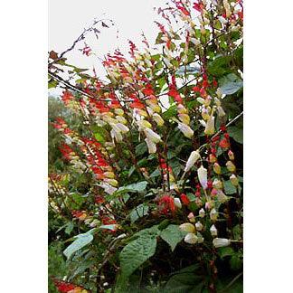 love seed plant 'Exotic Love Vine' Heirloom Mina Lobata