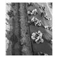Black Poly Mulching Film - 1mm Embossed (3' x 4000' Feet) Black Poly Mulching Film - 1 Mil Embossed (3'x4000') Weed and Pest