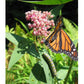 Save the Monarch Kit - Intermountain Mix (1/8 lb) Peaceful Valley Save the Monarch Kit - Intermountain Mix (1/8 lb) Flower Seeds