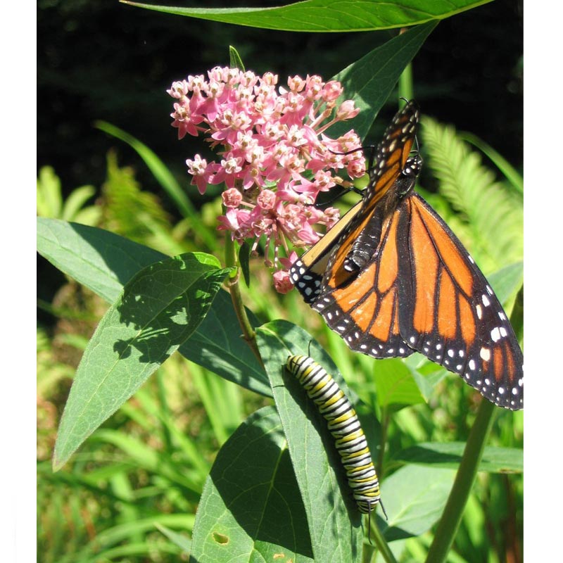 Monarch Butterfly and Milkweed Plant Growing Kit