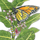 Save the Monarch Kit - Intermountain Mix (1/8 lb) Peaceful Valley Save the Monarch Kit - Intermountain Mix (1/8 lb) Flower Seeds