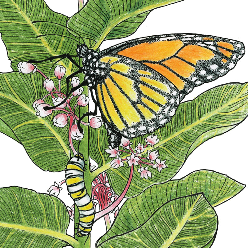 Save the Monarch Kit - Intermountain Mix (1/8 lb) Peaceful Valley Save the Monarch Kit - Intermountain Mix (1/8 lb) Flower Seeds