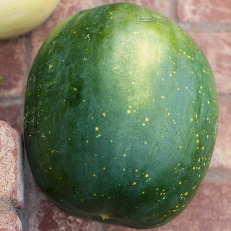 Organic Watermelon, Moon and Stars (1 oz) - Grow Organic Organic Watermelon, Moon and Stars (1 oz) Vegetable Seeds