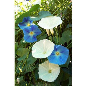 flower seeds mail order 'Mailbox Mix' Heirloom Morning Glory