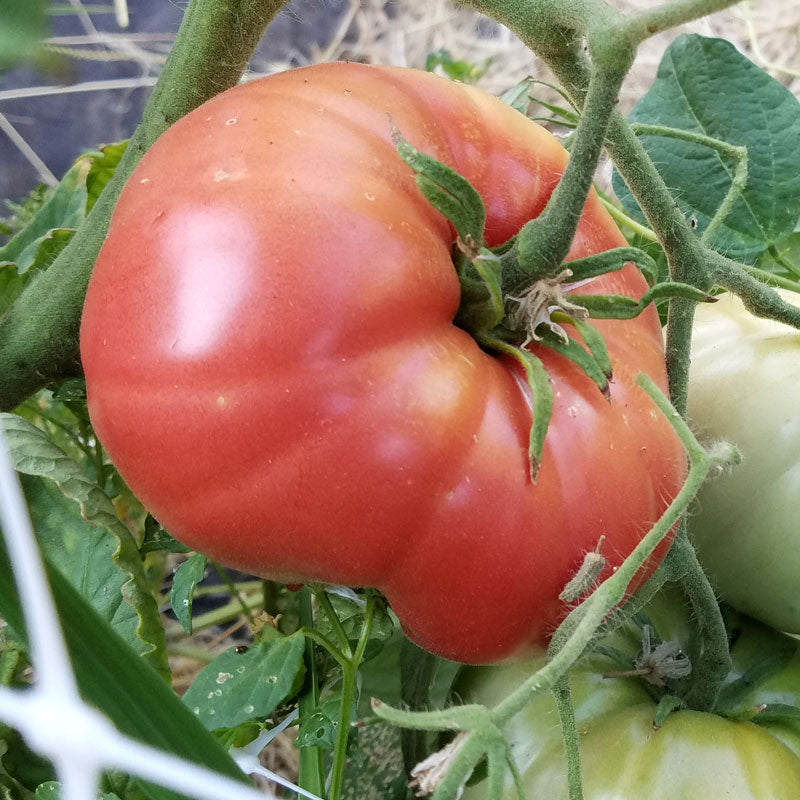 Mortgage Lifter Tomato Seeds (Organic) - Grow Organic Mortgage Lifter Tomato Seeds (Organic) Vegetable Seeds