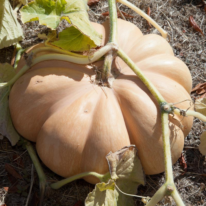 Musquee de Provence Pumpkin Seeds (Organic) - Grow Organic Musquee de Provence Pumpkin Seeds (Organic) Vegetable Seeds